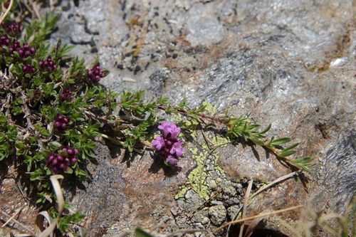 Thymus nervosus, photograph 1