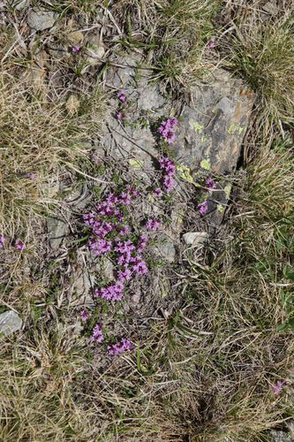 Thymus nervosus