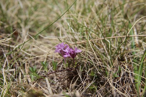 Thymus nervosus, photograph 3