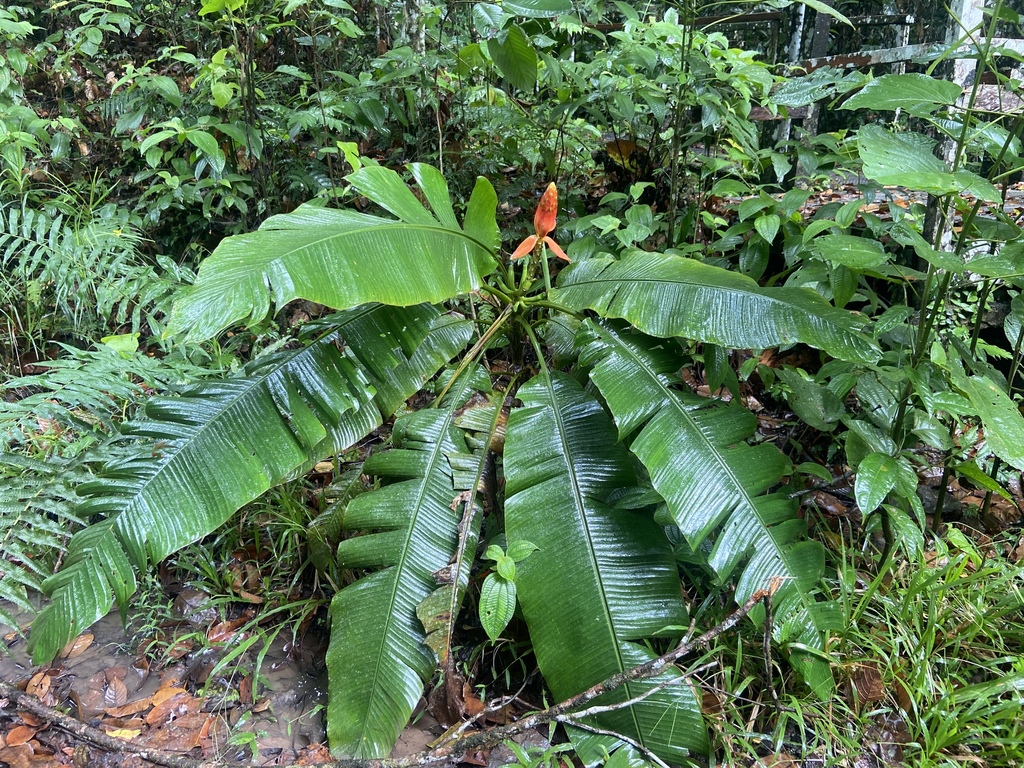 Musa beccarii; photograph (c) Joss Carr, some rights reserved (CC BY)