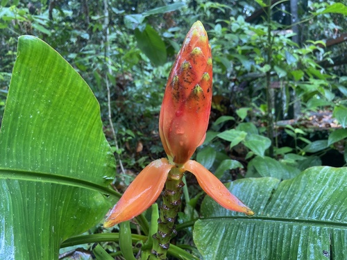 Musa beccarii, photograph 2
