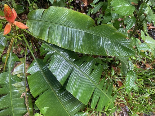 Musa beccarii, photograph 3