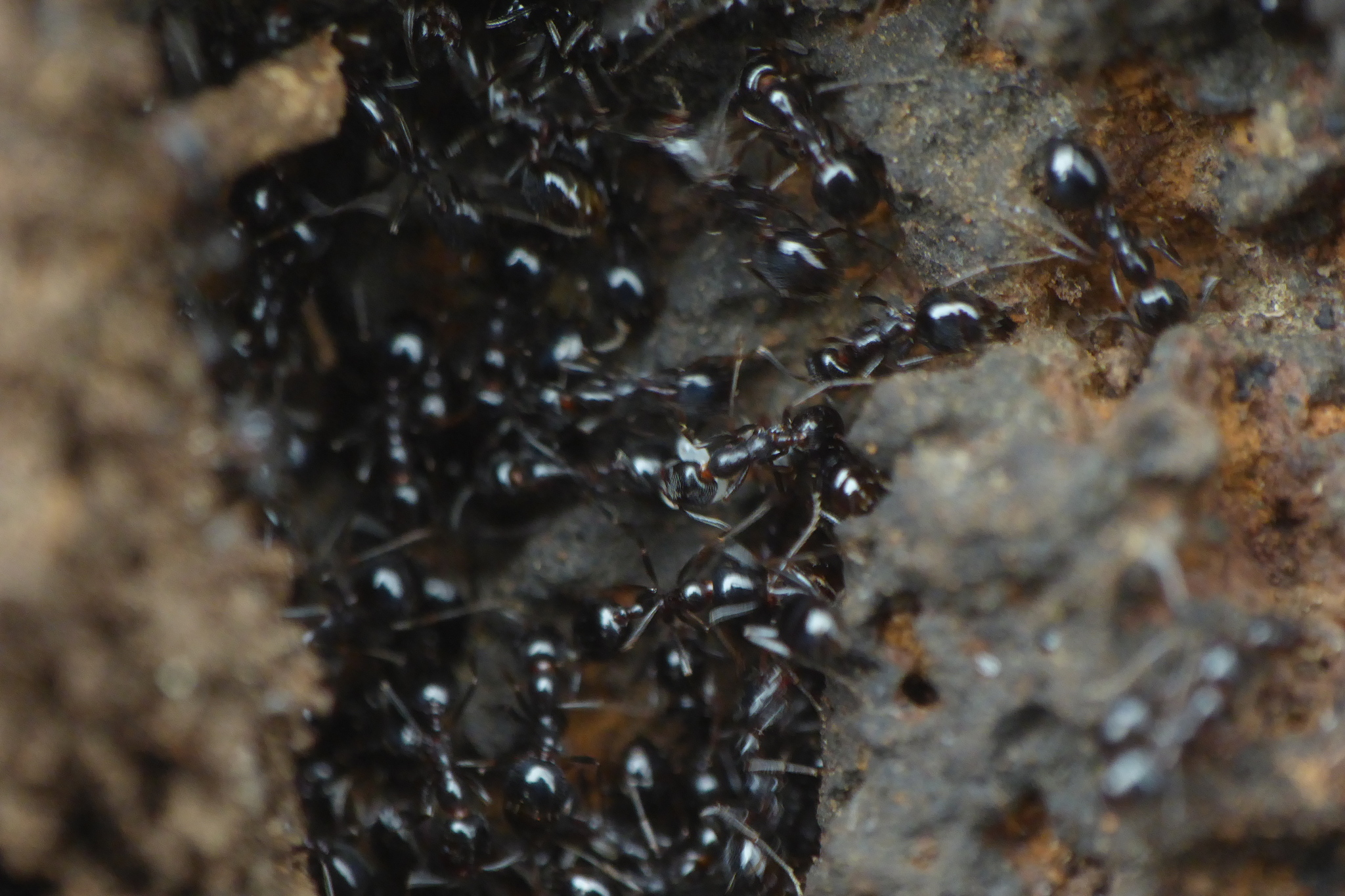 Monomorium medinae