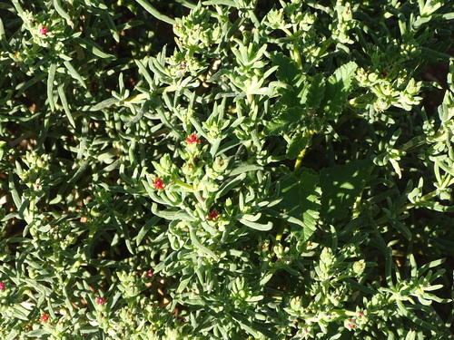 Delosperma multiflorum (Delosperma multiflorum)