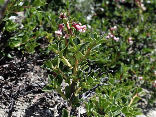 Image of Escallonia alpina by (c) Wolfgang Jauch, some rights reserved (CC BY)