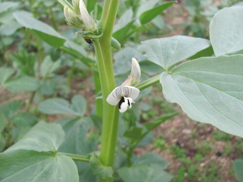 Broad Bean (Vicia faba)
