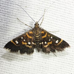 Diathrausta harlequinalis
