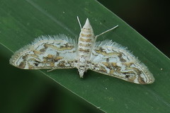 Parapoynx diminutalis
