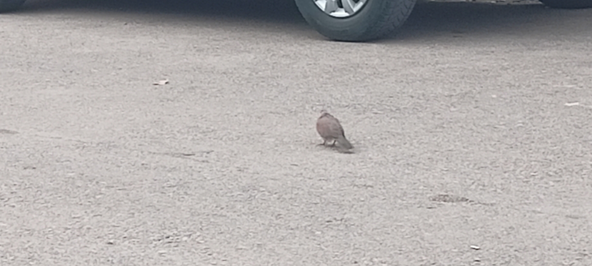 Laughing Dove