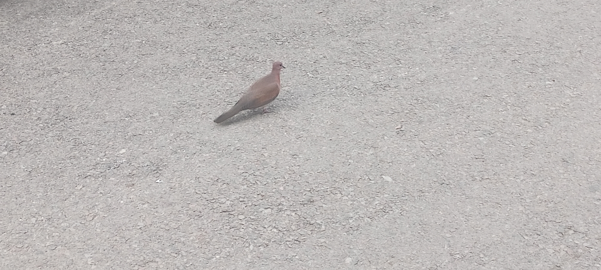 Laughing Dove