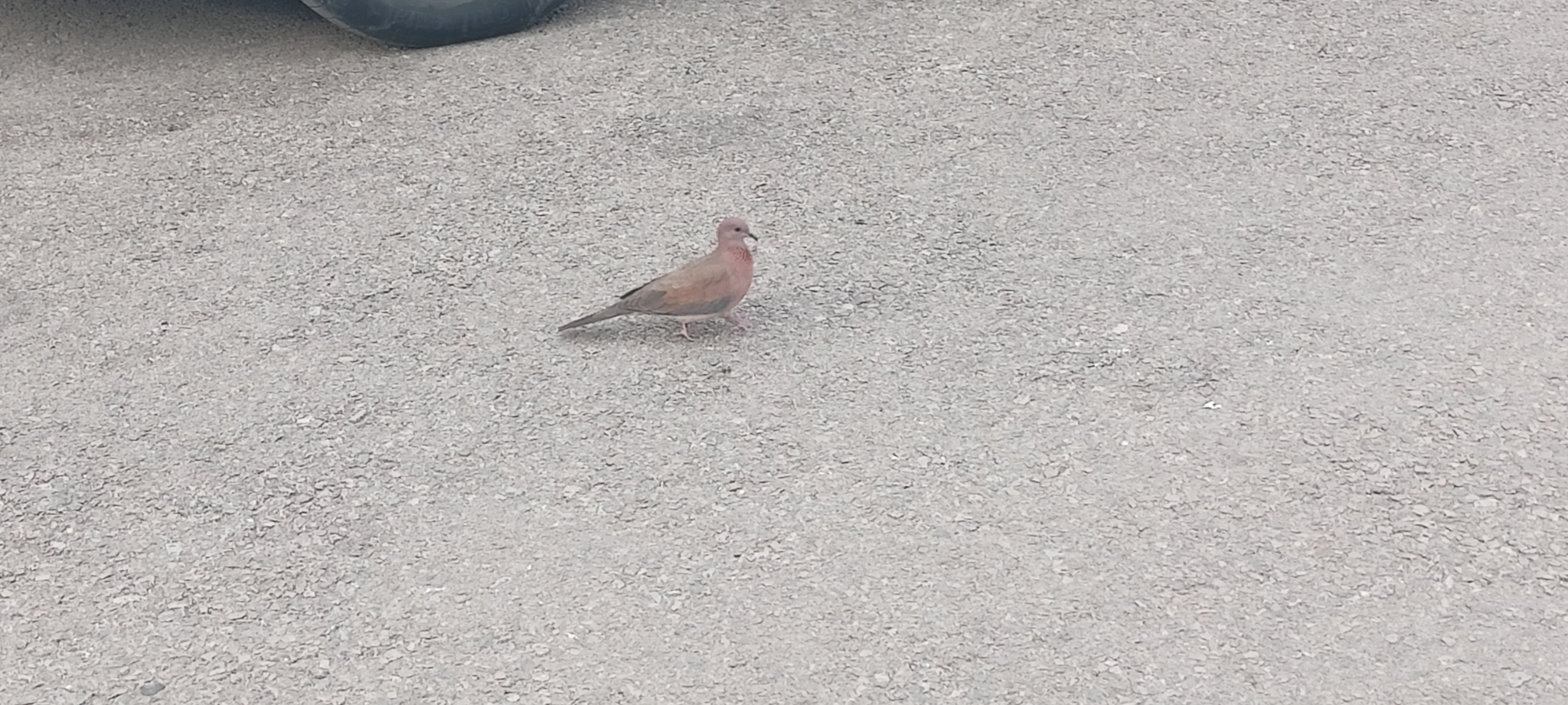 Laughing Dove