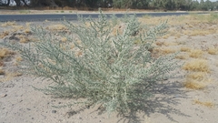 Cornulaca aucheri