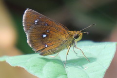 Iambrix salsala salsala