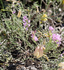 Astragalus whitneyi