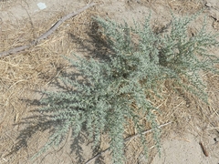 Cornulaca aucheri