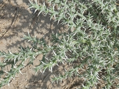 Cornulaca aucheri