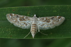 Parapoynx diminutalis
