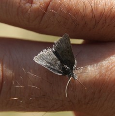 Metaxmeste phrygialis
