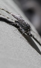Metaxmeste phrygialis