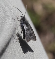 Metaxmeste phrygialis