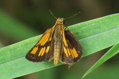 Ampittia dioscorides camertes