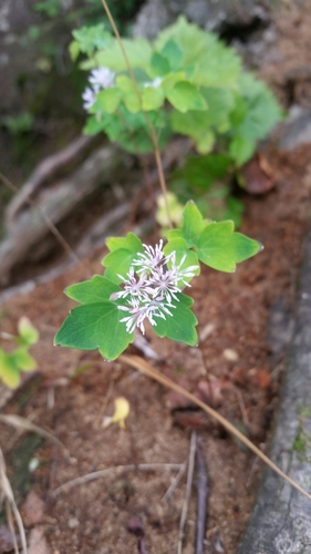 Thalictrum actaeifolium iNat (3)