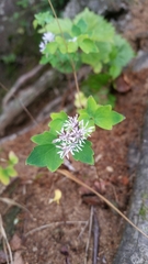Thalictrum actaeifolium
