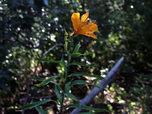 Image of Peruvian Lily (Alstroemeria aurea) by (c) Wolfgang Jauch, some rights reserved (CC BY)