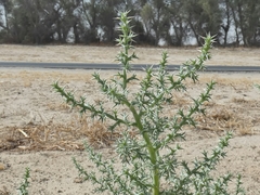 Cornulaca aucheri