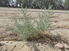 Cornulaca aucheri