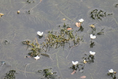 Hydrocharitaceae