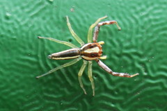 Epocilla