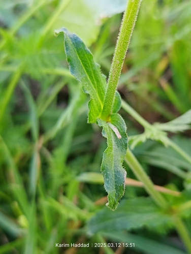 Image of Silene fuscata by (c) Karim Haddad, some rights reserved (CC BY)