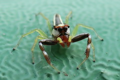 Epocilla