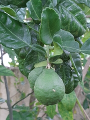 Citrus hystrix