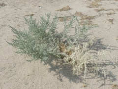 Cornulaca aucheri