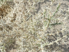 Cornulaca aucheri
