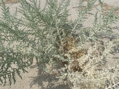Cornulaca aucheri