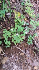 Thalictrum actaeifolium