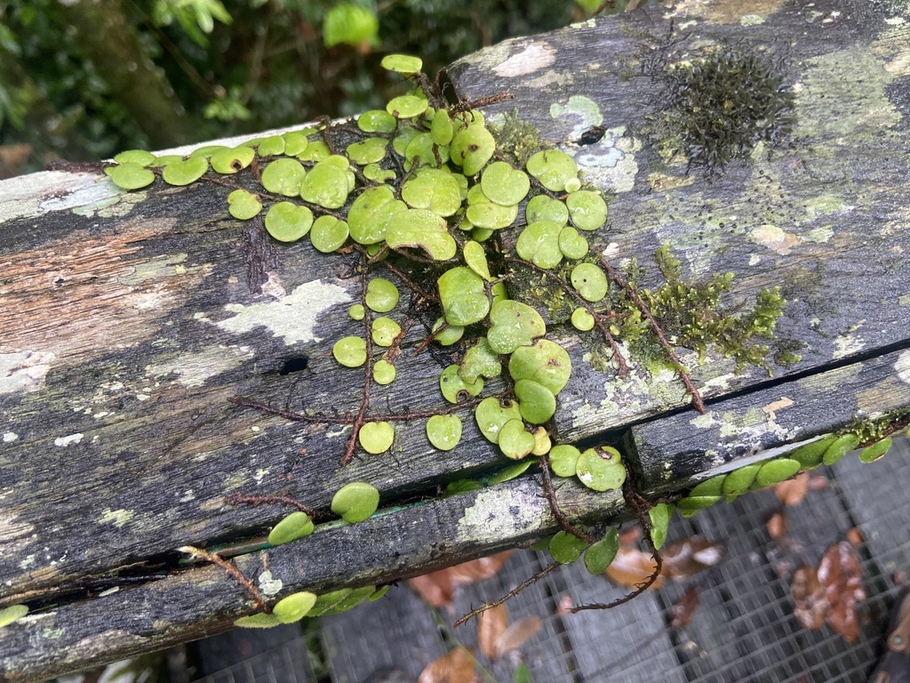 Pyrrosia nummulariifolia; photograph (c) Joss Carr, some rights reserved (CC BY)