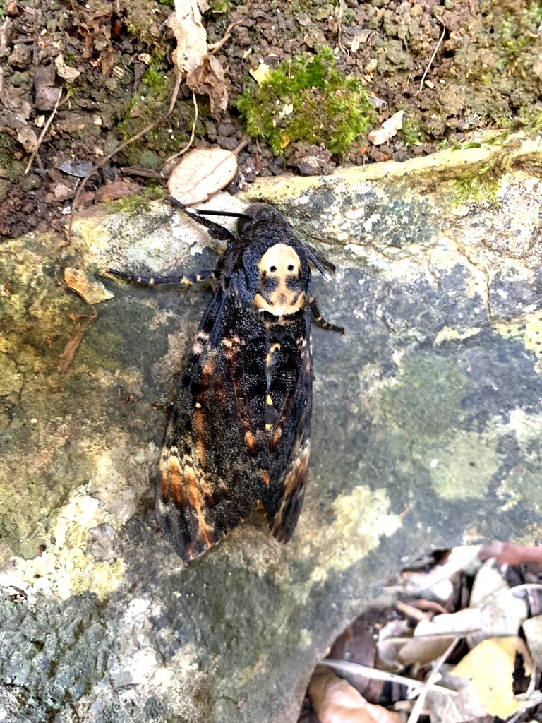 Totenkopfschwärmer