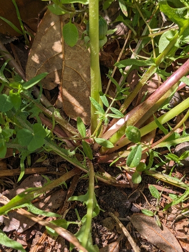 Image of Taraxacum fulvum by no rights reserved