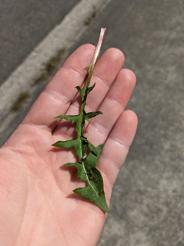 Image of Taraxacum fulvum by no rights reserved