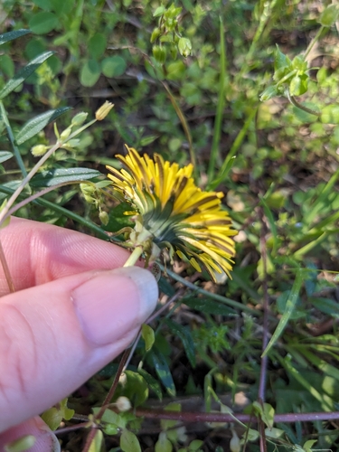 Image of Taraxacum fulvum by no rights reserved