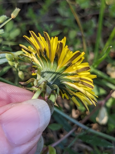 Image of Taraxacum fulvum by no rights reserved