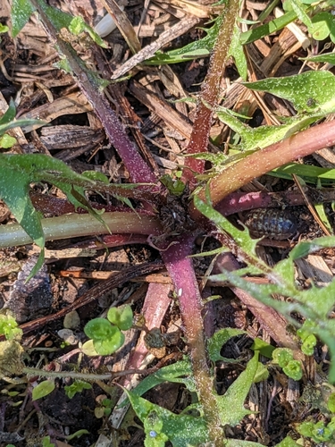 Image of Taraxacum fulvum by no rights reserved