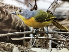 Telophorus sulfureopectus