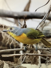 Telophorus sulfureopectus