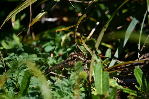 Subantarctic Snipe (Coenocorypha aucklandica), photo 4