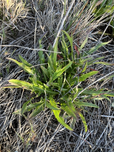 Large-flowered Agoseris foliage